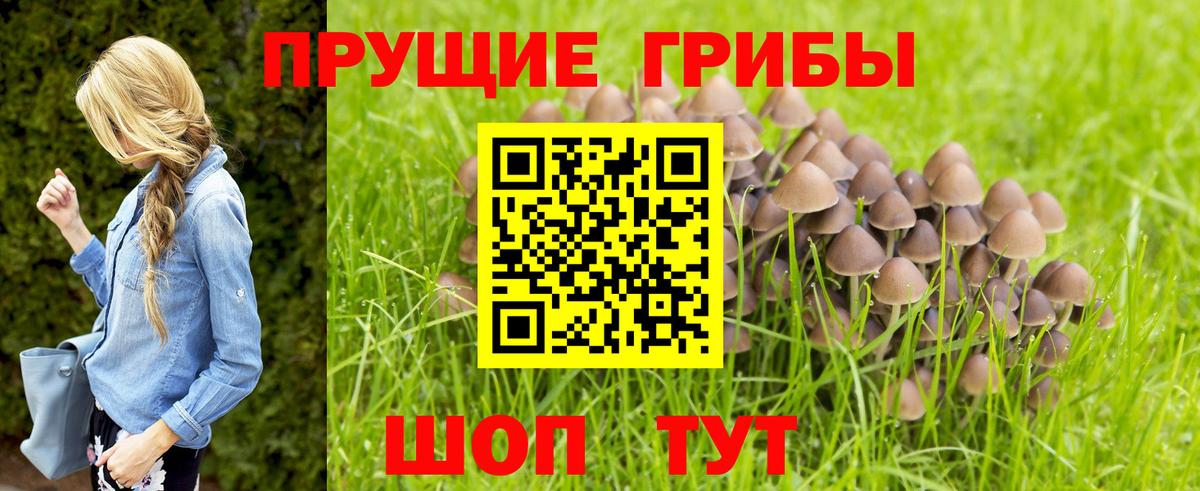 Лыткарино  Псилоцибиновые грибы мухоморы  Псилоцибиновые грибы Psilocybe  Вход с VPN 